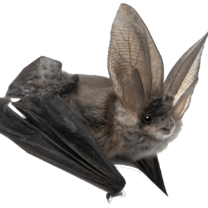 Bat PNG