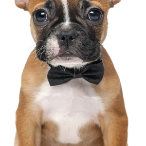 Bulldog PNG