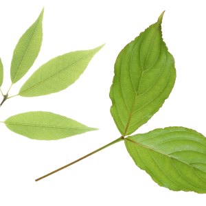 Green leaf PNG