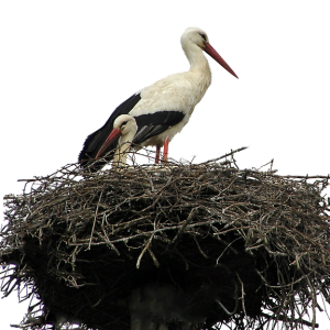 Nest PNG