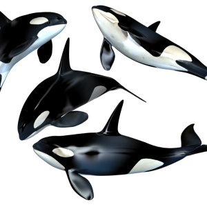 Whale PNG