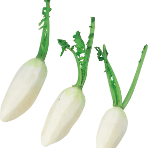 Radish PNG