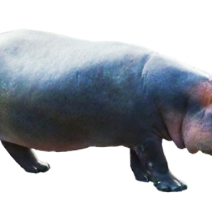 Hippo PNG