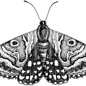 Moth PNG