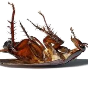 Roach PNG