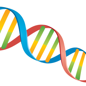 DNA PNG