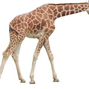 Giraffe PNG