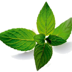 Pepermint PNG