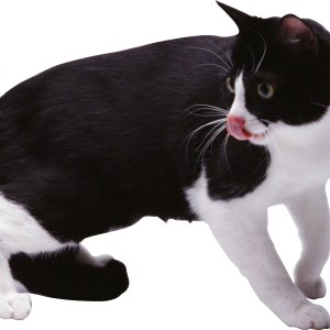 Cat PNG