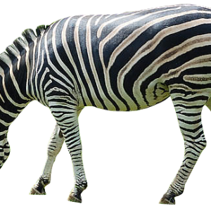 Zebra PNG image
