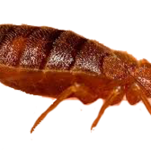 Bed bug PNG