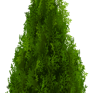 tree PNG