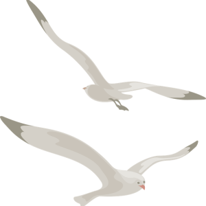Gull PNG