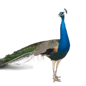 Peacock PNG