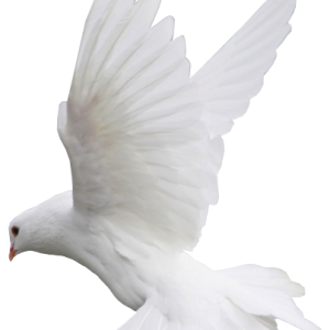 white dove pigeon PNG