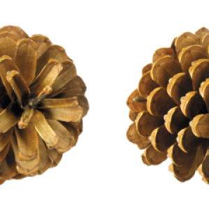 Pine cone PNG