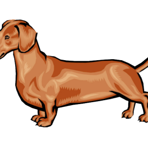 Dachshund PNG