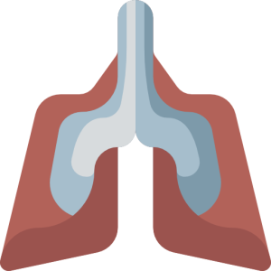 Lungs PNG