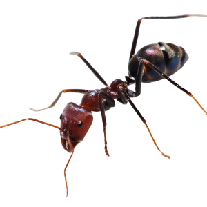 ant PNG