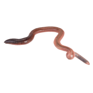 earthworm worm PNG