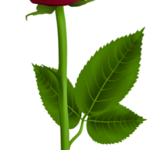 Rose PNG