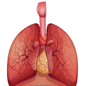 Lungs PNG
