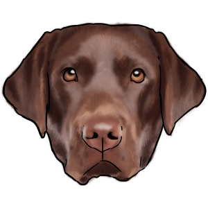 Labrador Retriever PNG