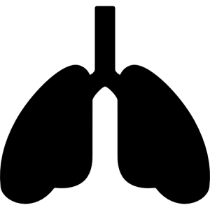 Lungs PNG
