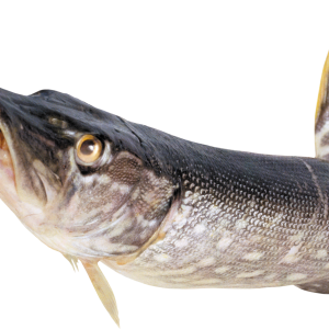 Fish PNG