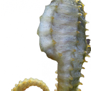 Seahorse PNG