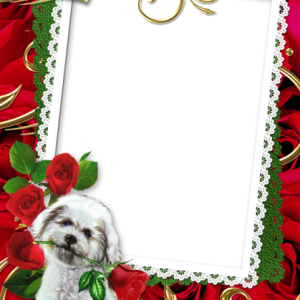 Picture, photo frame PNG