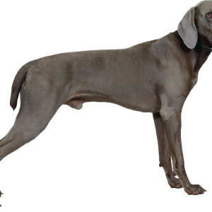 Dog PNG