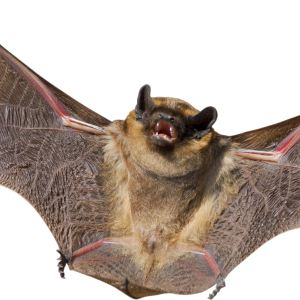 Bat PNG