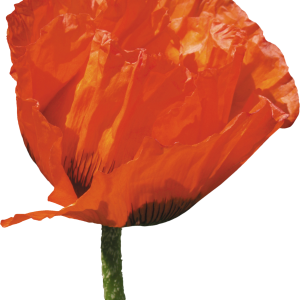 Poppy flower PNG