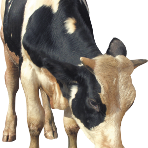 cow PNG