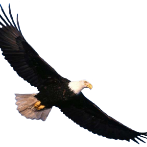 Eagle PNG image, free download