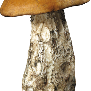 Mushroom PNG image