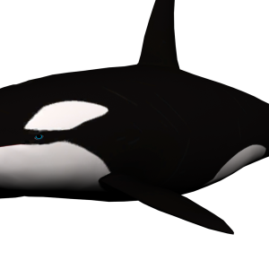 Whale PNG