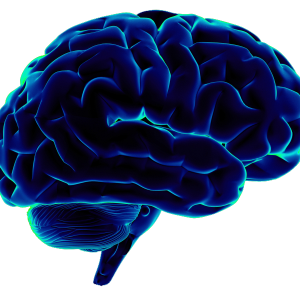 Brain PNG