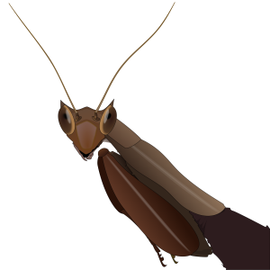 Mantis PNG