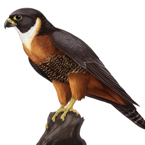 Falcon PNG