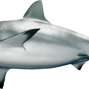 Shark PNG