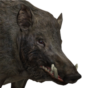 Boar PNG