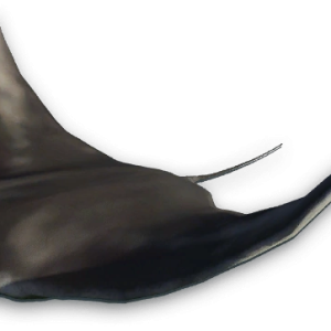 Stingray PNG