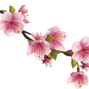 Sakura PNG
