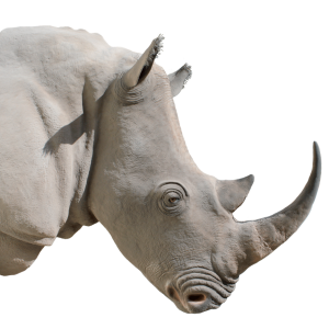Rhino PNG