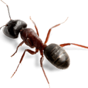 ant PNG