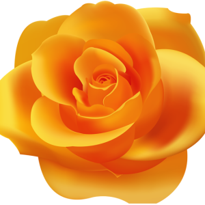 Rose PNG