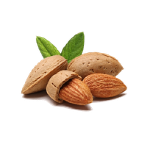 Almond PNG