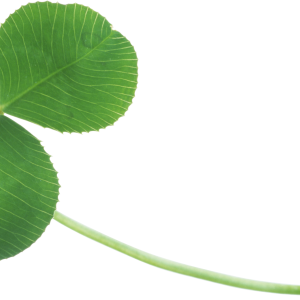 Clover PNG image
